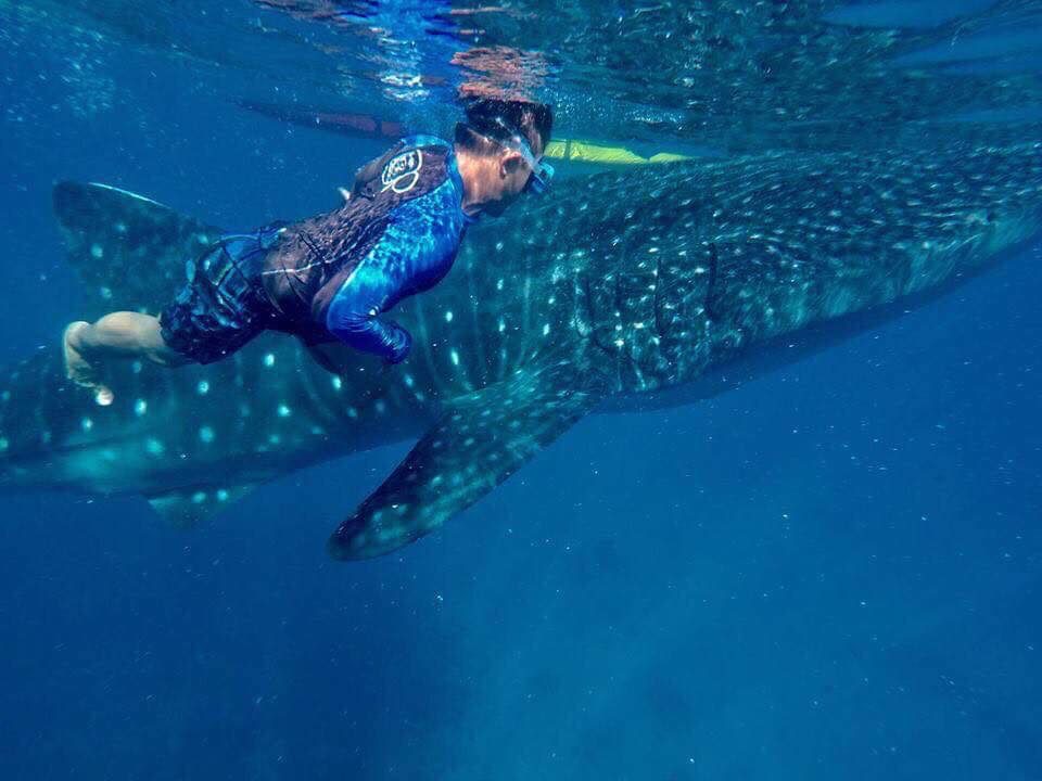 A person swimming in the ocean with a whale shark.